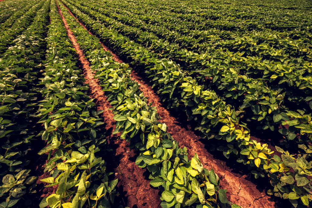 Soybean farming on organic agricultural plantation